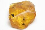 Detailed Fossil Beetle, Fly, and Mite in Baltic Amber #207525-3